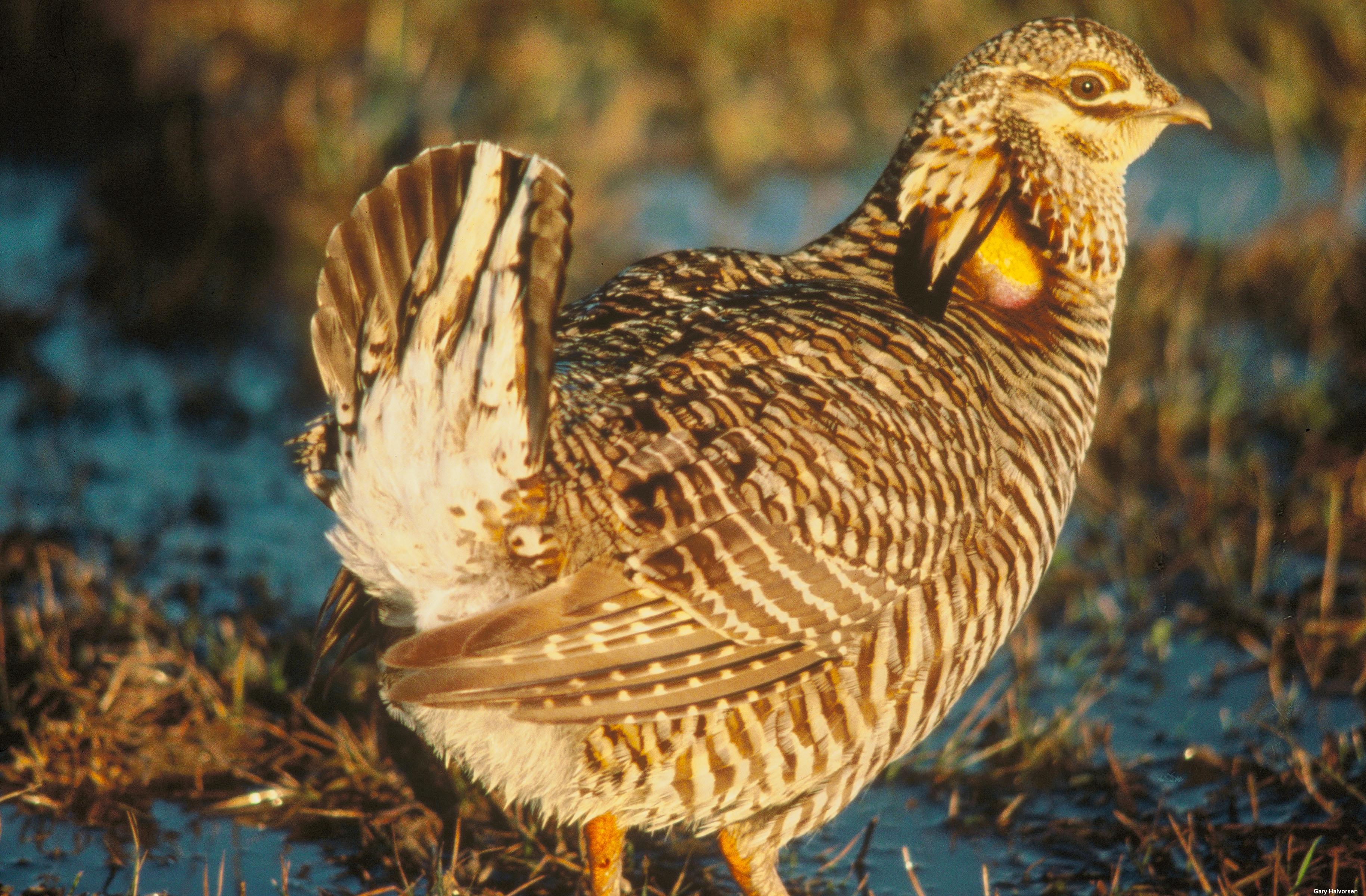Attwater's Prairie Chicken